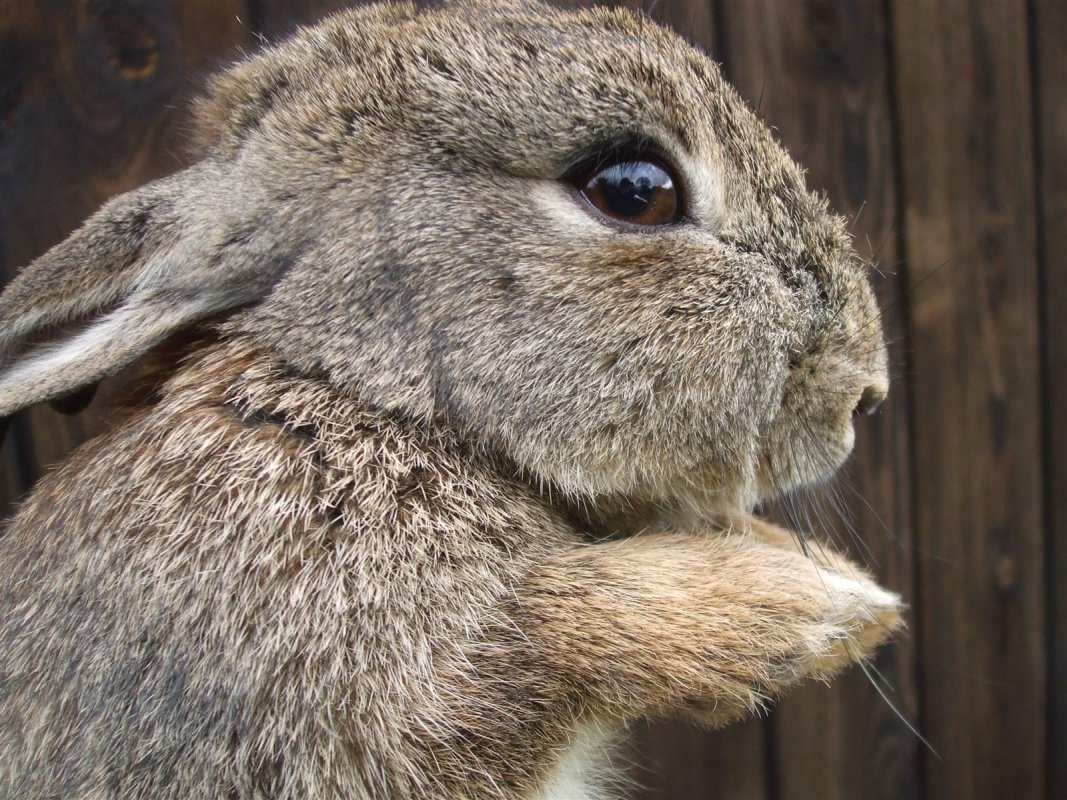 Young rabbits can cause problems for gardeners.