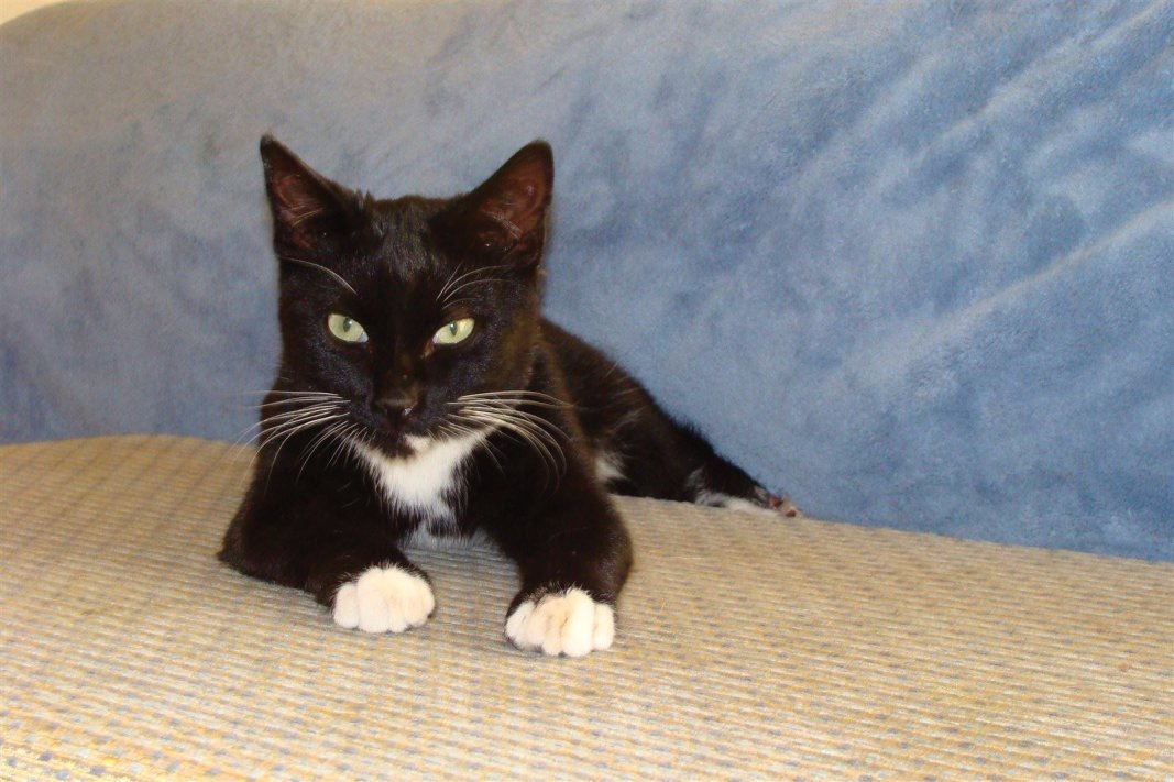MischievousMagicTheCat-Oct2011