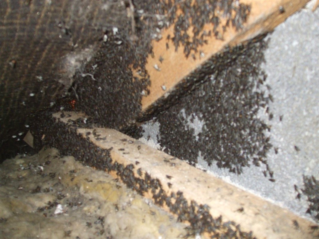 Cluster Flies, loft near Bath, Barron Pest Control