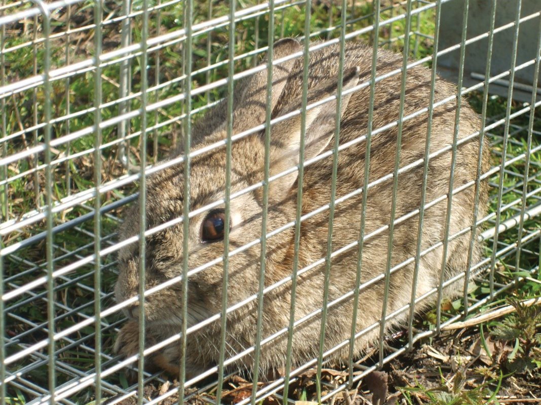 Cage traps can be useful for rabbits