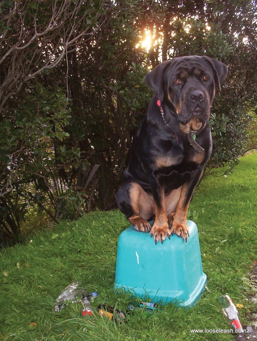 Dog Walking Newlands - Black and Tan dog  seated atop the Glass Recycling Crate