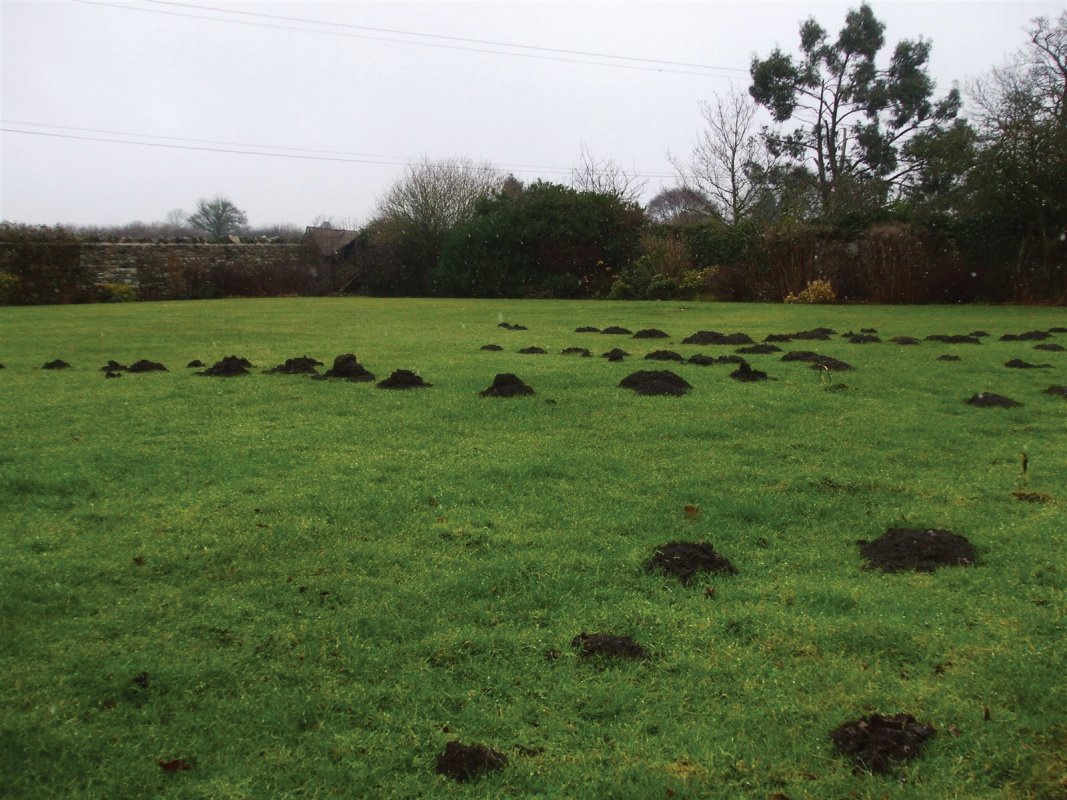 Mole damage to a Somerset lawn, cured by Barron Pest Control