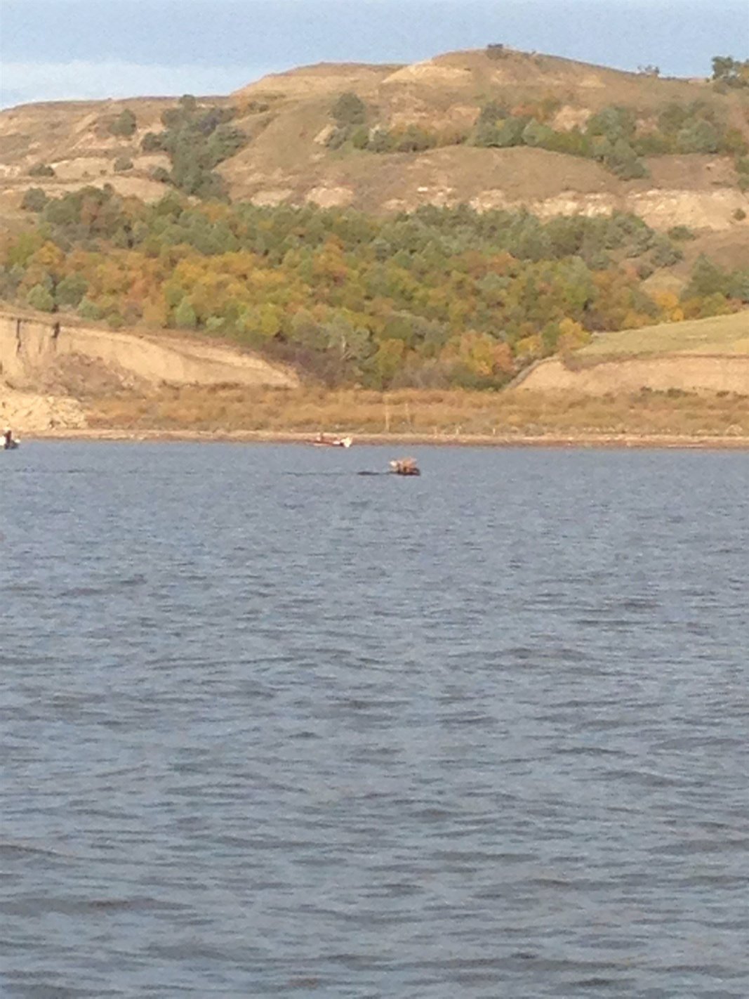 North Dakota Moose swimming across Lake Sakakawea