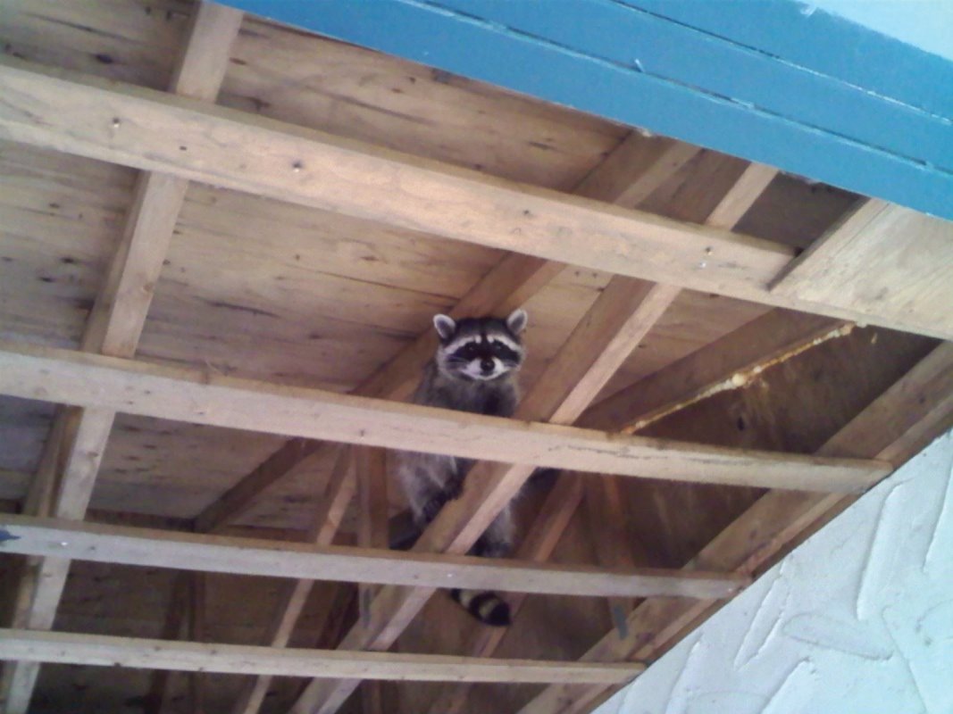 Raccoon Mother. Her 2 babies were also in this car port so CridX was called in to exclude them from their structure so they could install soffit, which would have trapped this raccoon family inside.