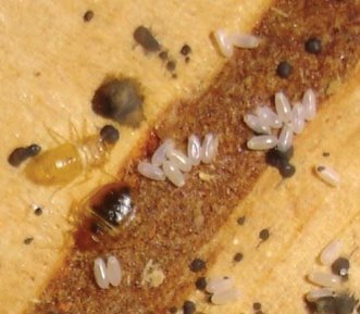 Bed Bugs, spotting, and eggs