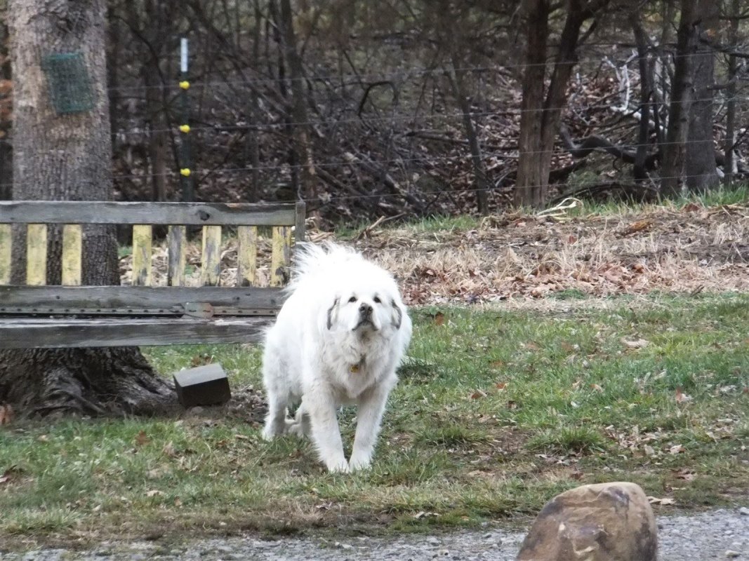 Craig after taking a nap on the bench had to stretch when he got up.