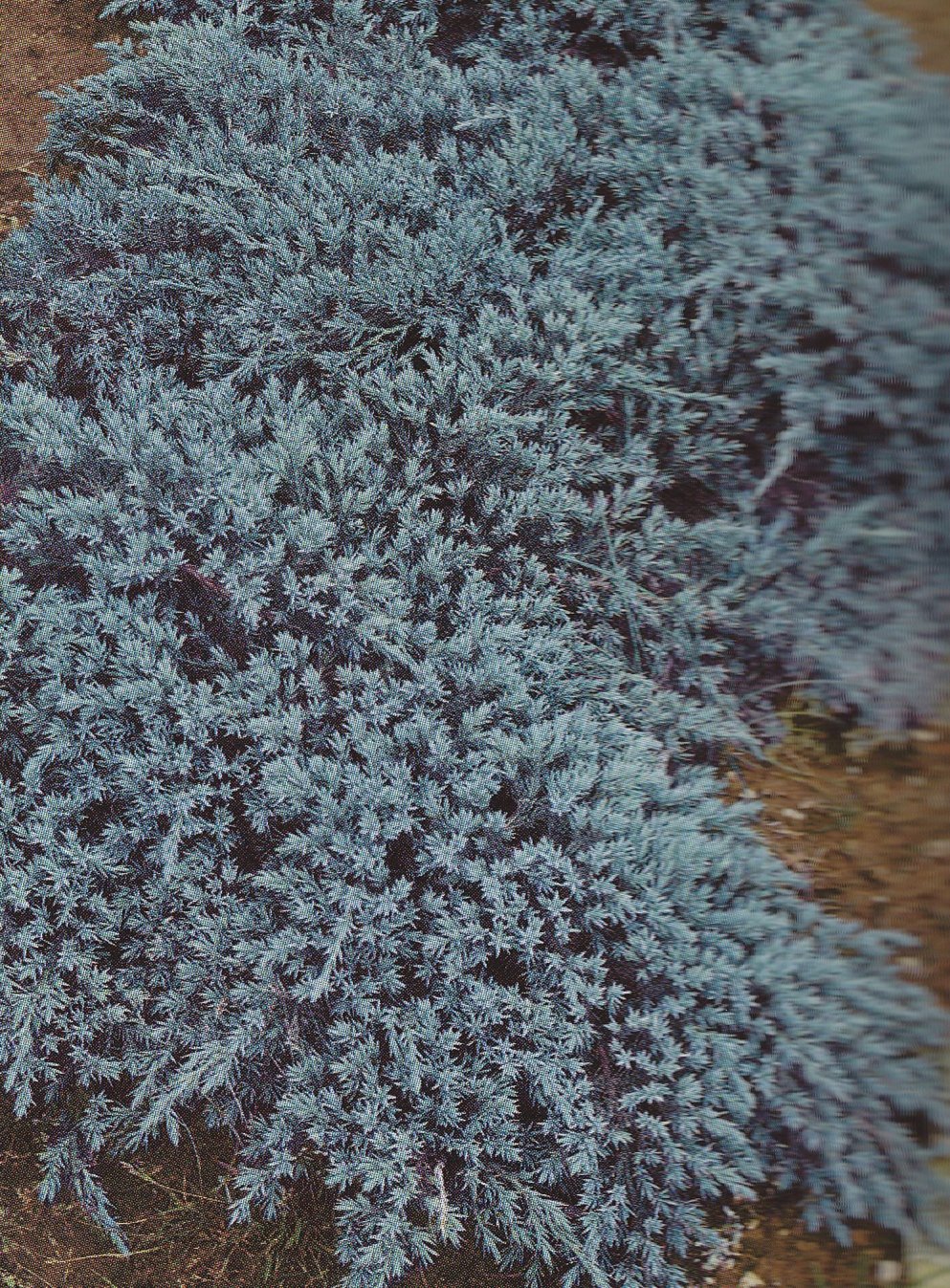 IMMOVERT - Juniperus mugo variegatus pumilio