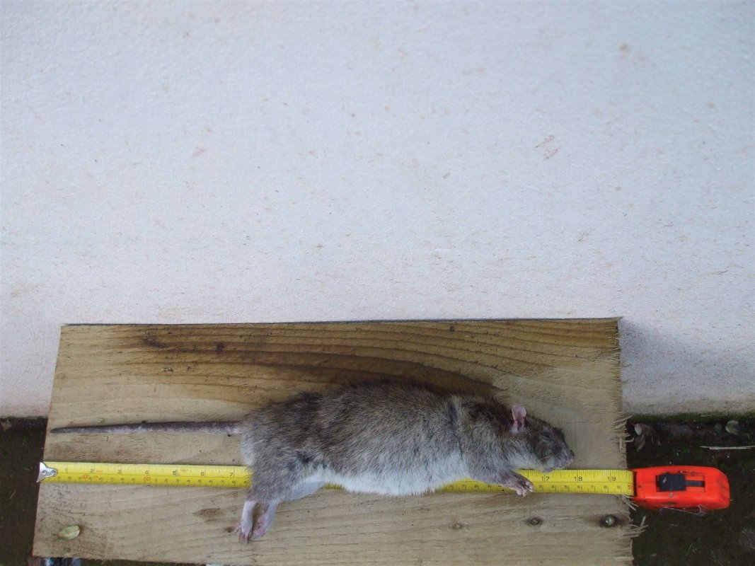 Large rat. Somerset
