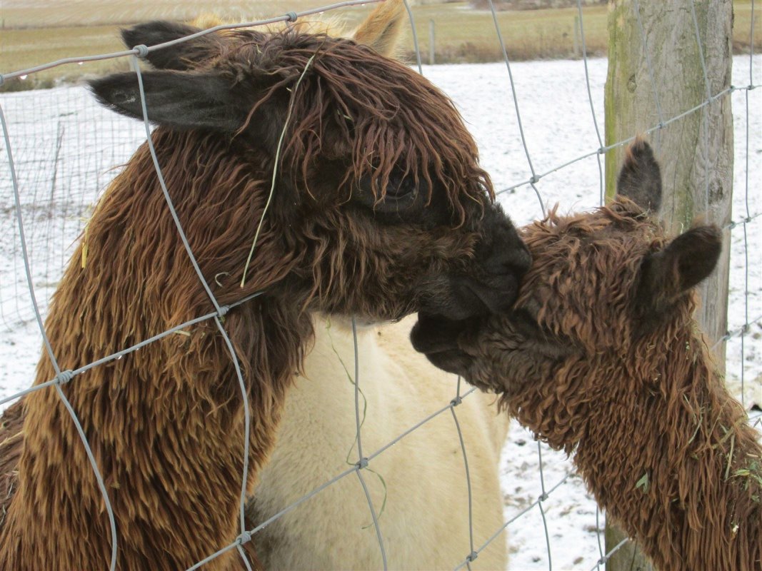 Baby alpaca meets his dad for the 1st time.