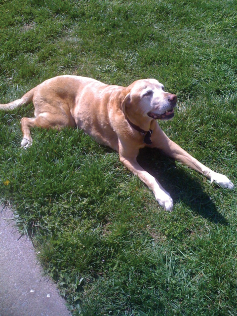 Darby tanning on Easter Sunday