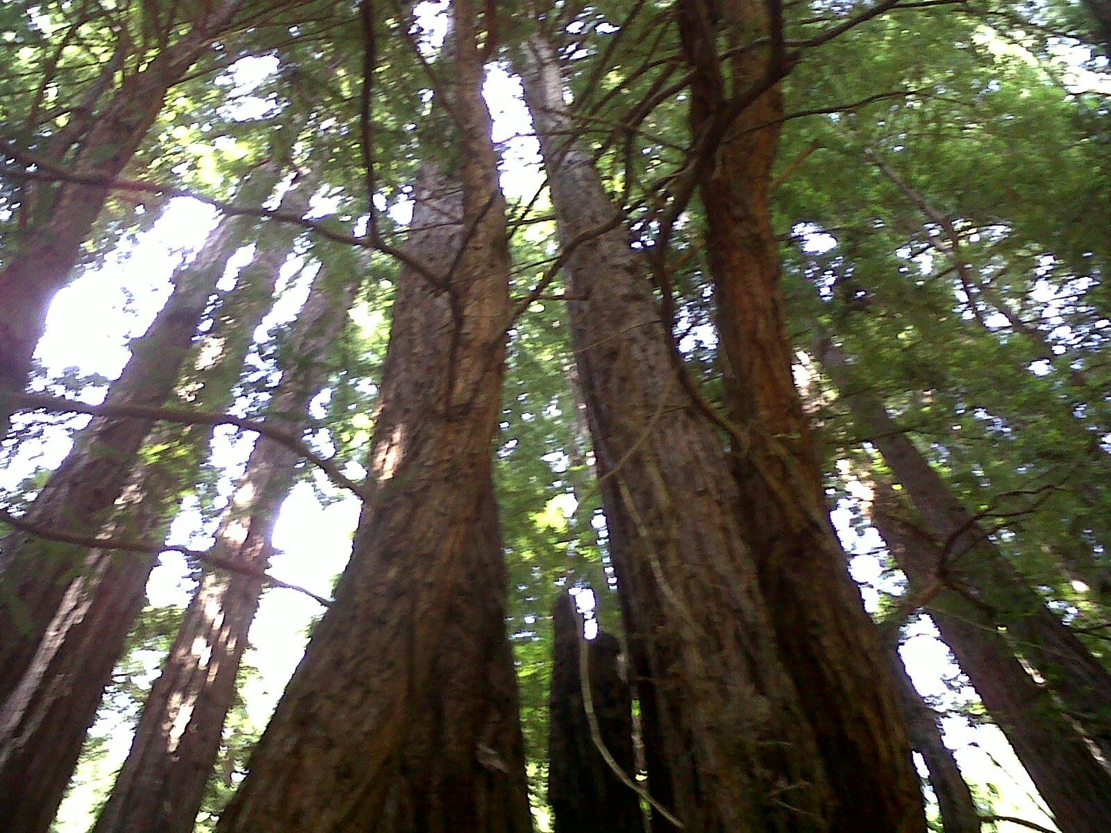 Redwoods in Muir Woods : Redwood in Muir Woods