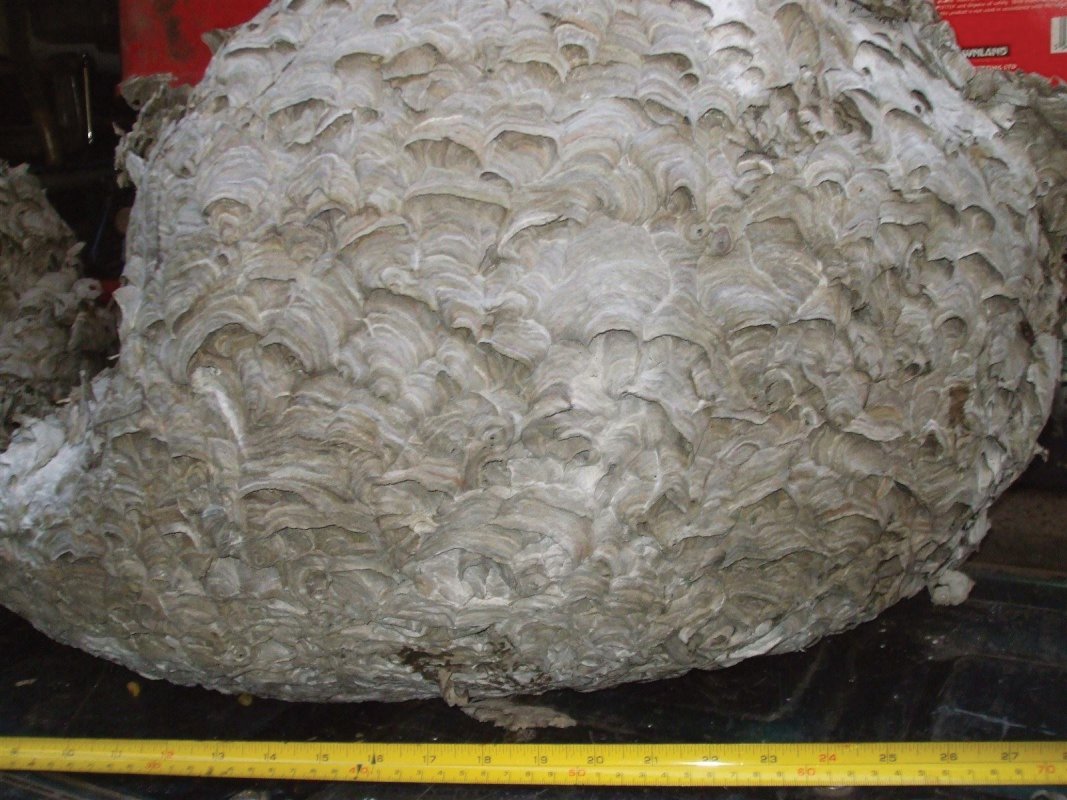Monster wasp nest, Ubley