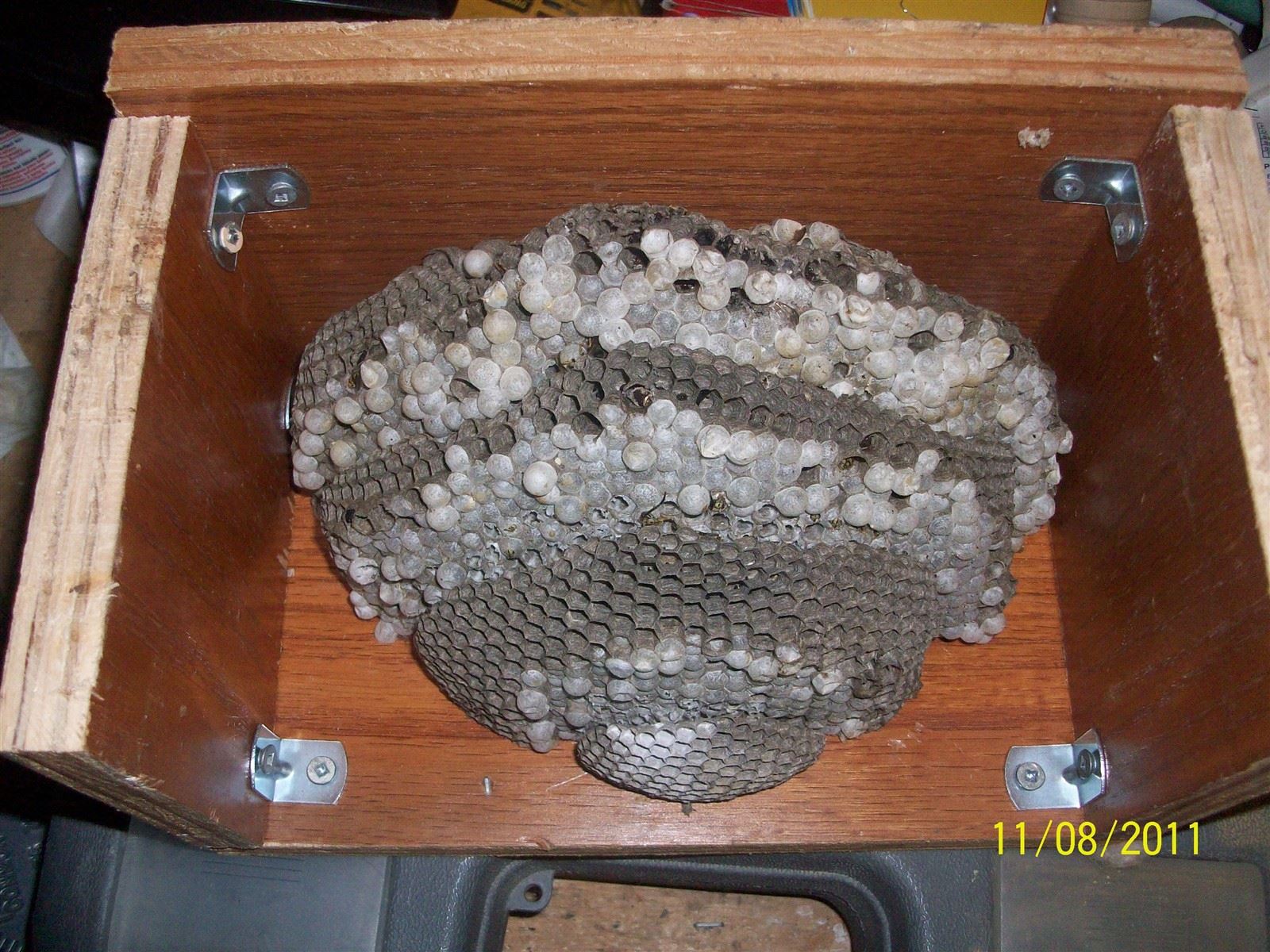 Wasp Nest with the outer layer removed so you can see the inside of a nest