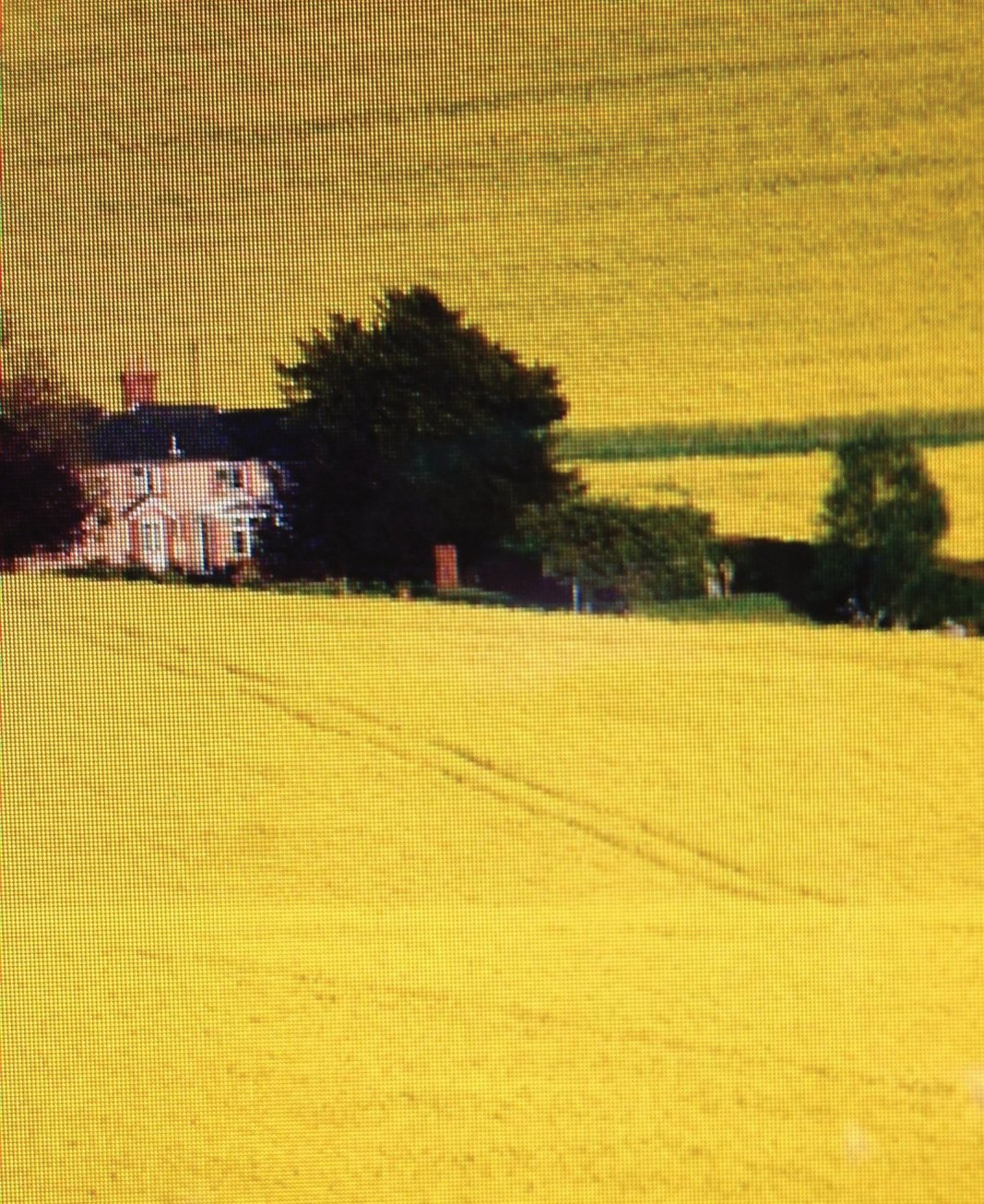 Vast fields of Yellow