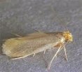 picture of a clothes moth