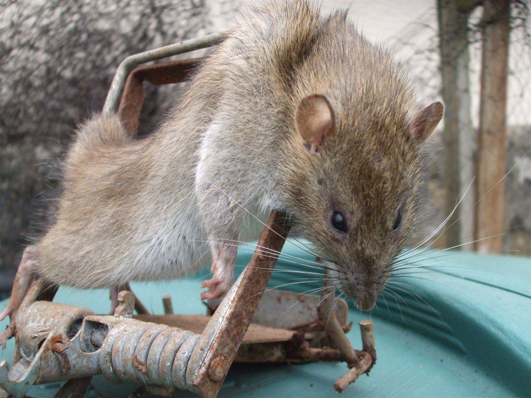 Adult rat in a Fenn trap