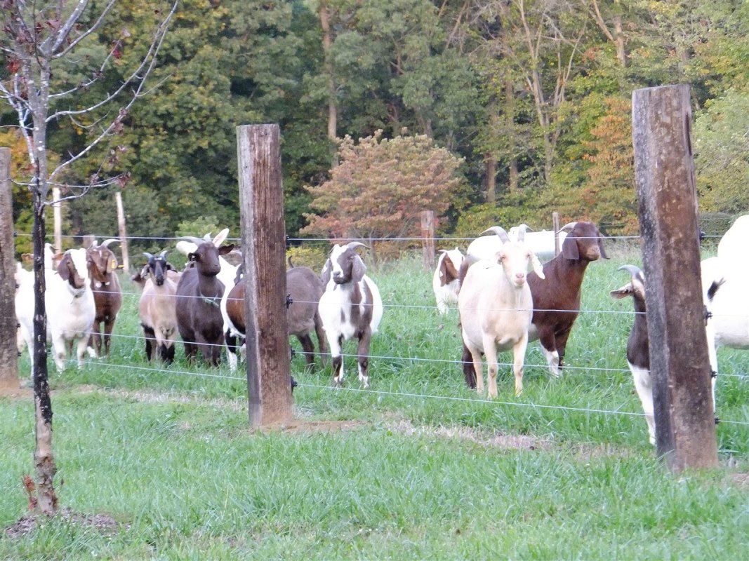 Our girls in the late summer of 2012