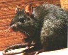 Roof rats destroy everything; wiring, insullation, wood, shingles, plumbing, etc.  They will enter your home interior and carry infectious diseases.