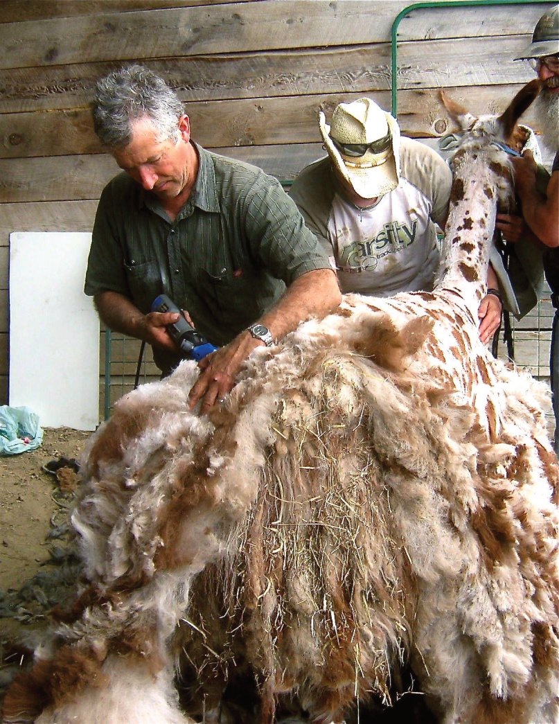 Fred the shearer works through the fibre carefully.