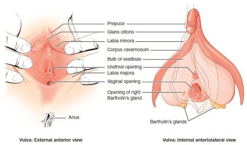 Anatomy of the Clitoris