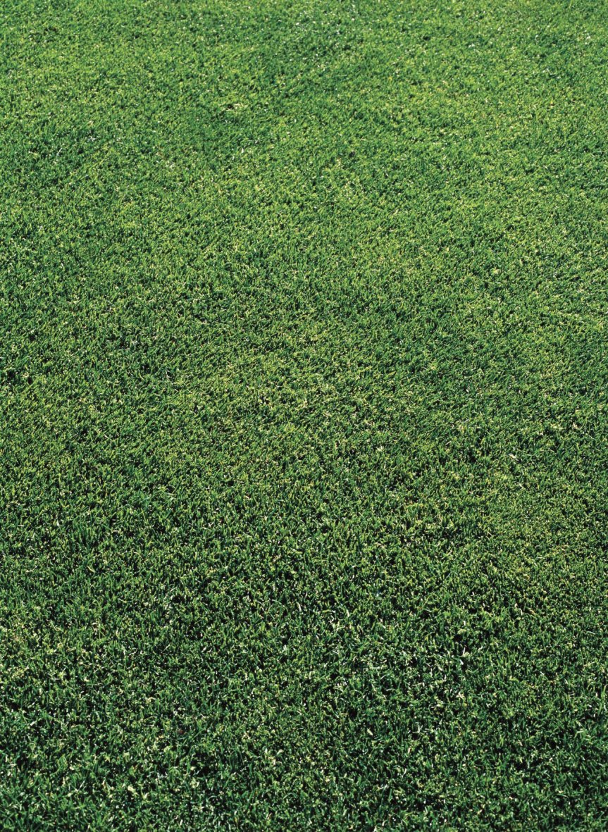 when to plant grass, commercial mowing service