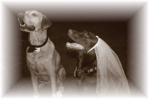 Darby & Cocoa's wedding day.