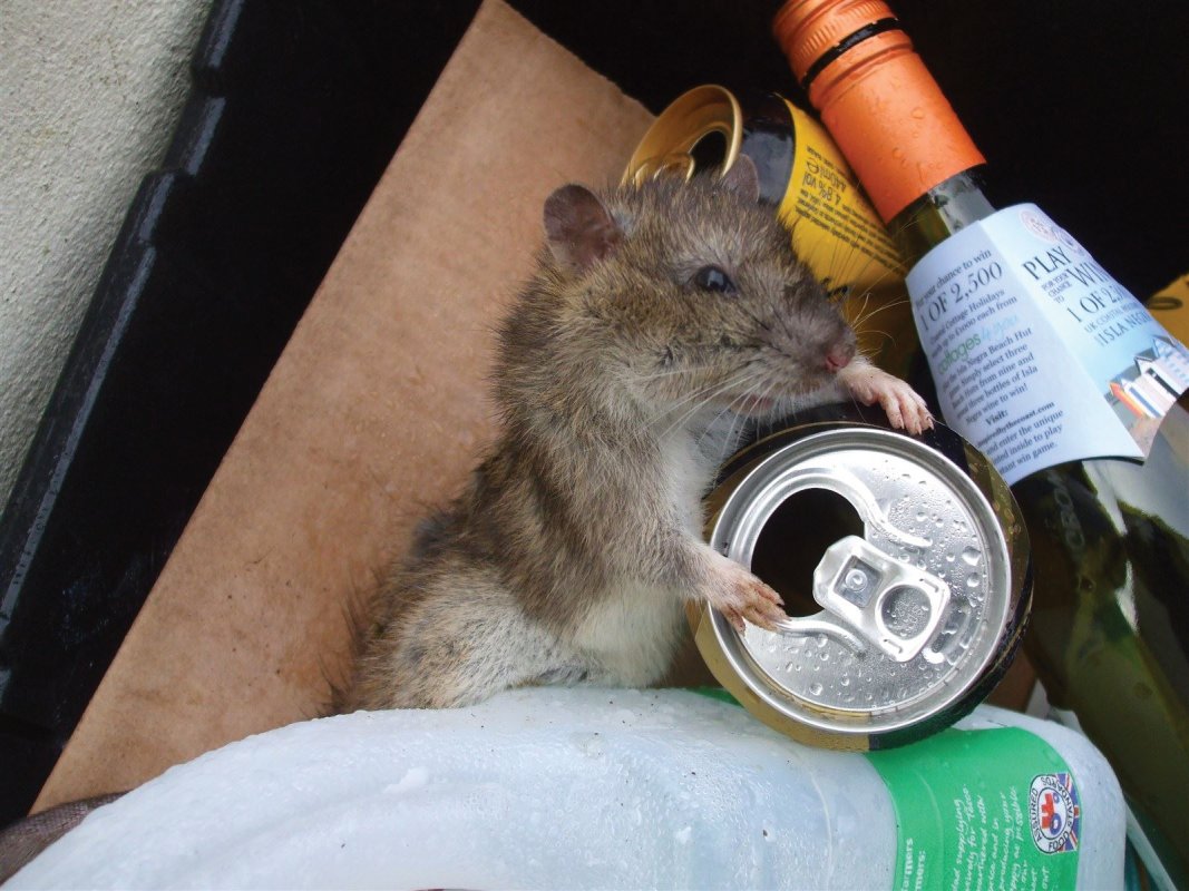 Rat in Rubbish