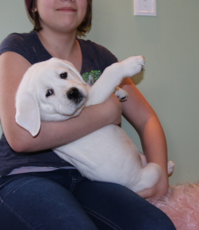 White Lab Puppies in Minnesota