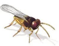 Trichogramma wasp moth control