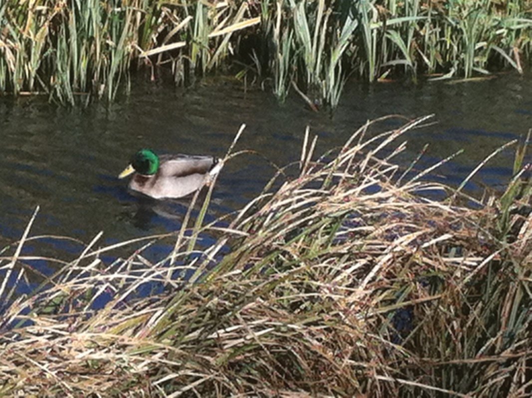 Male Mallard duck of Forth Quarter wildlife reserve and public park, Edinburgh