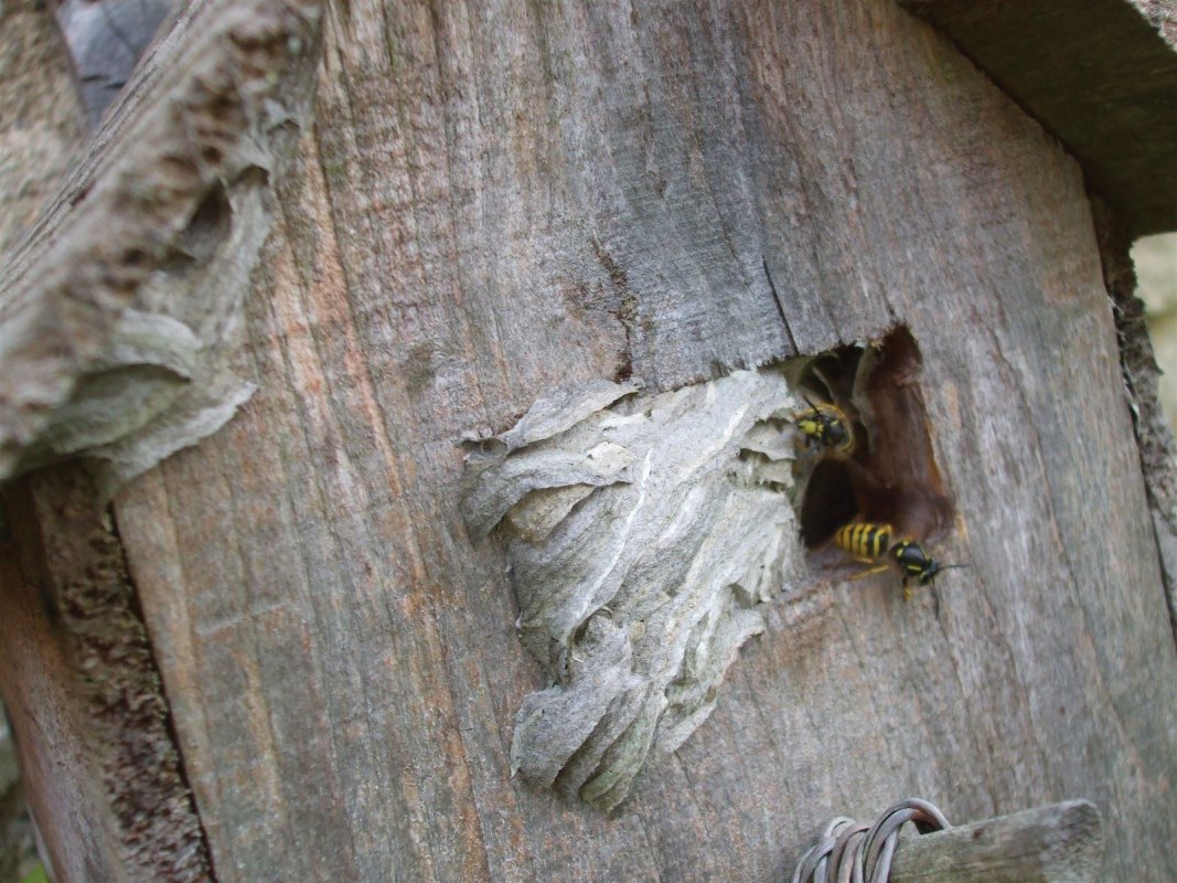Wasp nest, bird box, Radstock, treated by Barron Pest Control