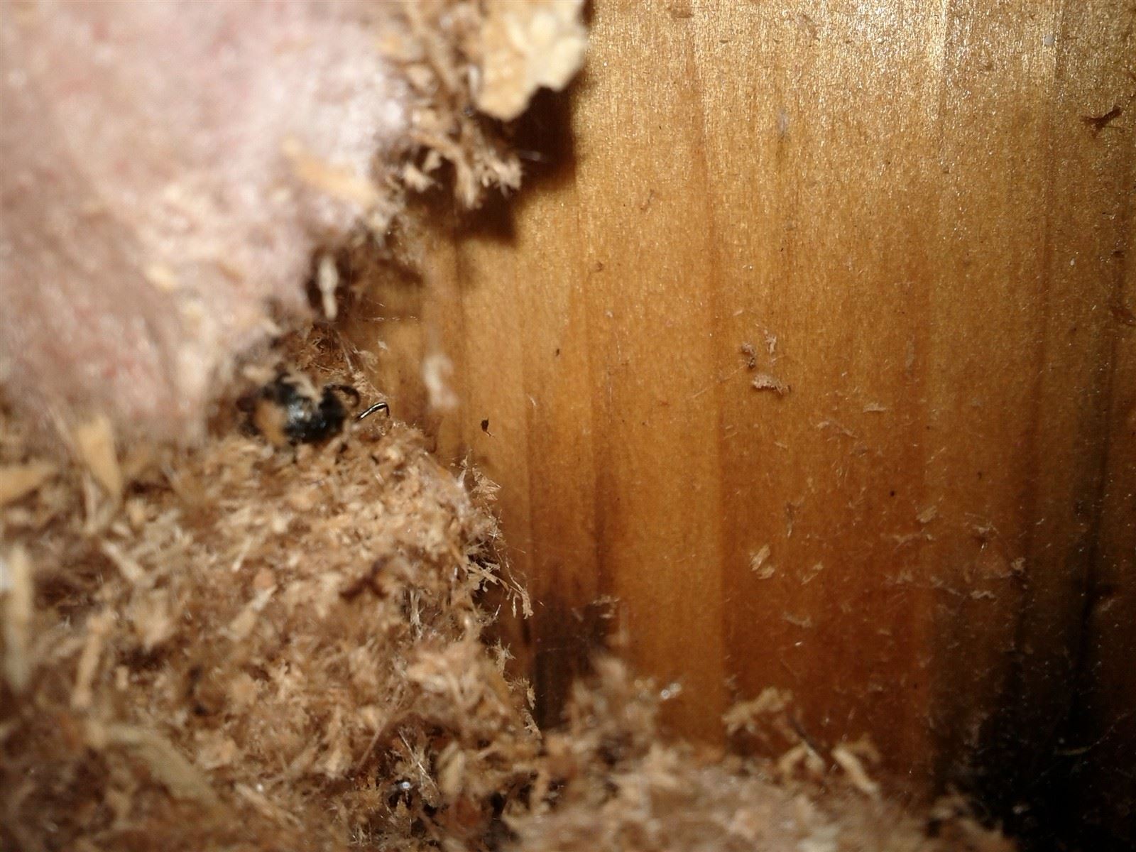 View with my Camera sticking inside of the hole once the plate was removed showing frass (sawdust like material) caused by Carpenter Ants.