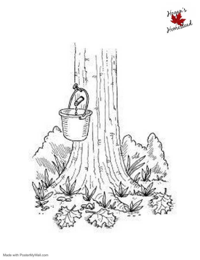 maple tree coloring pages