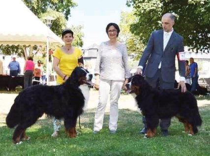 International dogshow Brive la Gaillarde ( France ) Melanie Hamilton Van´t Stokerybos - Excelente 1  Cacs /Cacib  y mejor Hembra