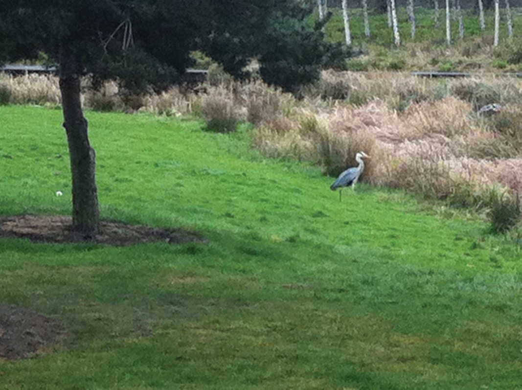A visiting Grey Heron popping in for lunch at Forth Quarter wildlife reserve and public park, Edinburgh
