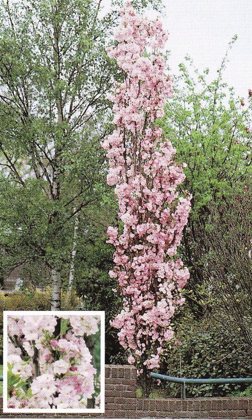 IMMOVERT - Prunus serrulata amanogawa