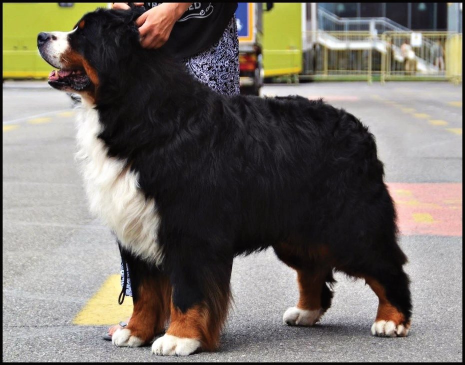 Bouvier Bernois-boyero de berna Southcourt Quebranto McCain  RCACIB   World Dog Show Milan 2015