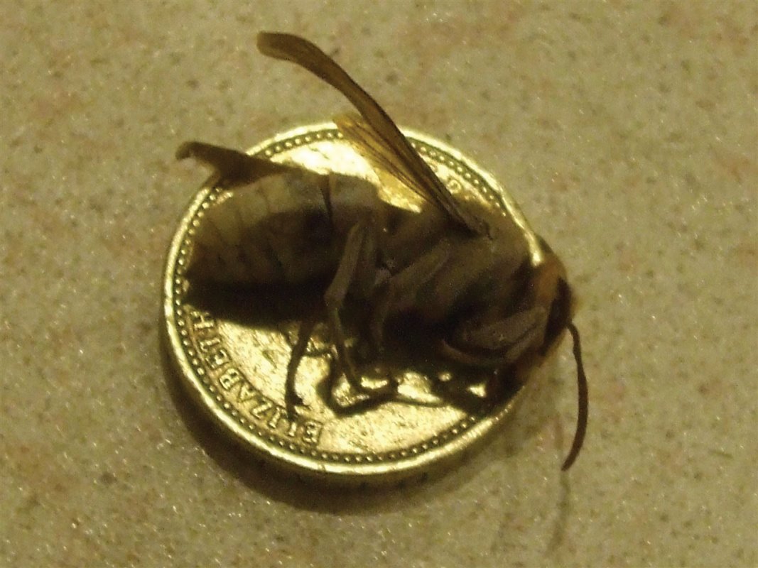 Hornets, much bigger than wasps, more venom.