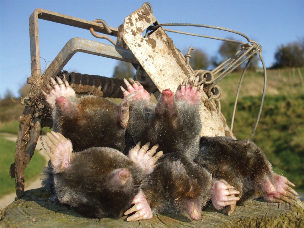 Spring Moles, taken by Barron Pest Control