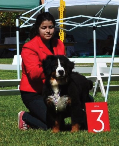 Nuestro cachorro boyero de berna Druida de Llobu Astur con 4 meses , 3 plaza en la monografica club Frances del boyero de berna  2015