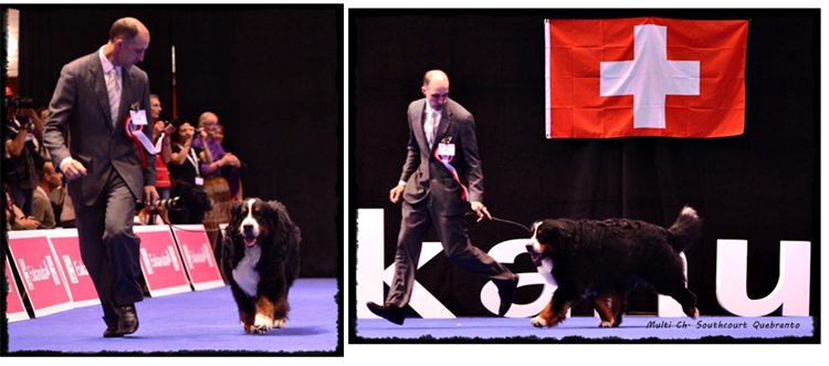 2013 European Dogshow Geneva - Switzerland Ch. Southcourt Quebranto.
