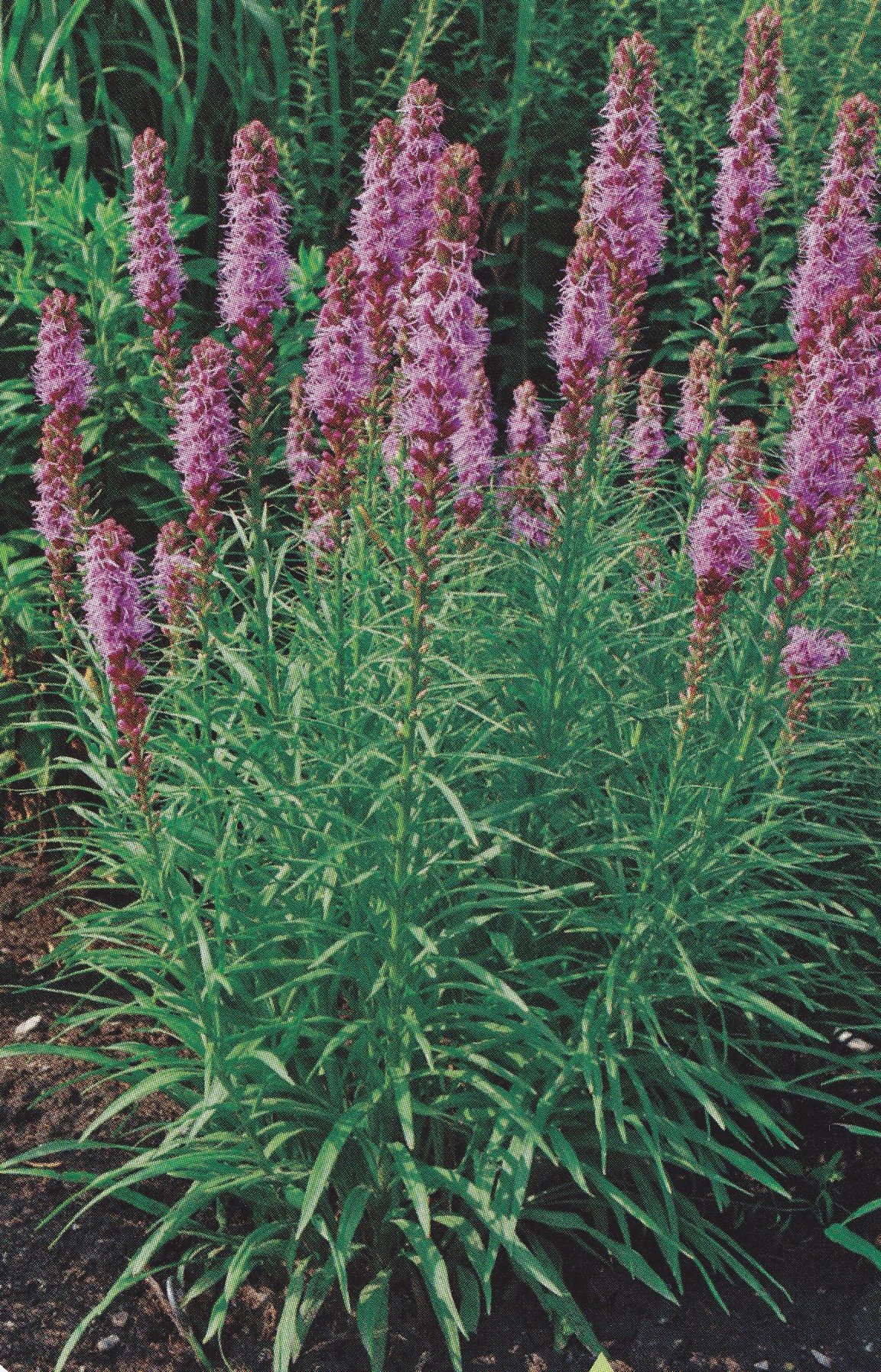 Liatris spicata - Immovert