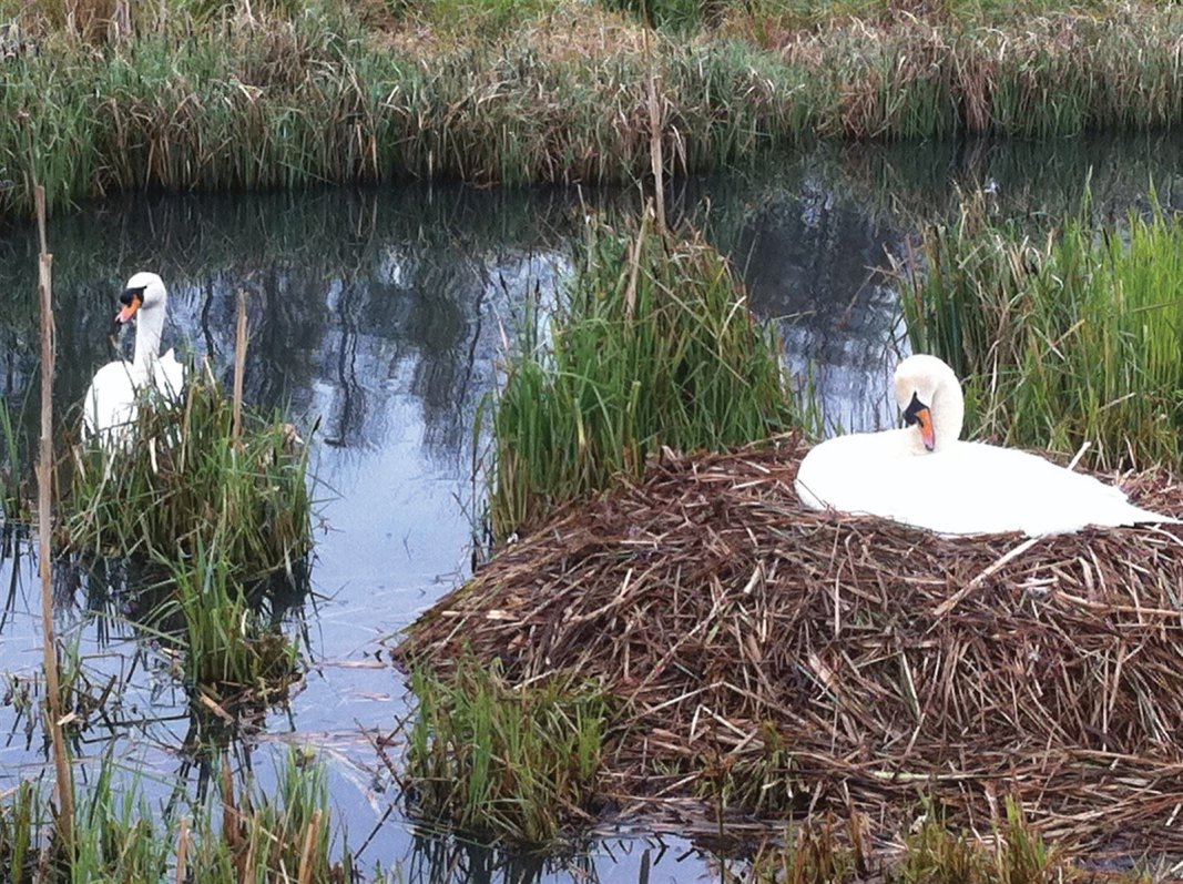 The resident Swans of Forth Quarter wildlife reserve and public park, Edinburgh