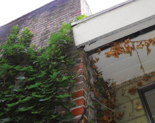 Vines crawling up the side of your house, garage or shop create a great ladder for rodents to use to climb up to your roof line & find entry points into your home.  Be sure to cut back the vegetation around the structures on your property to reduce the chance of rodents gaining entry into your home & other buildings.