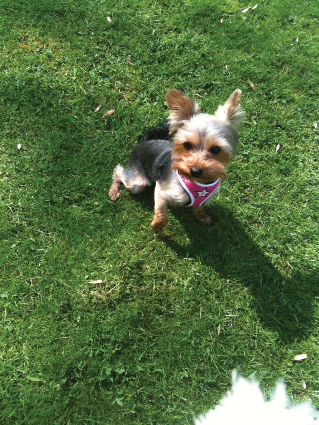 Frankie the Yorkshire Terrier