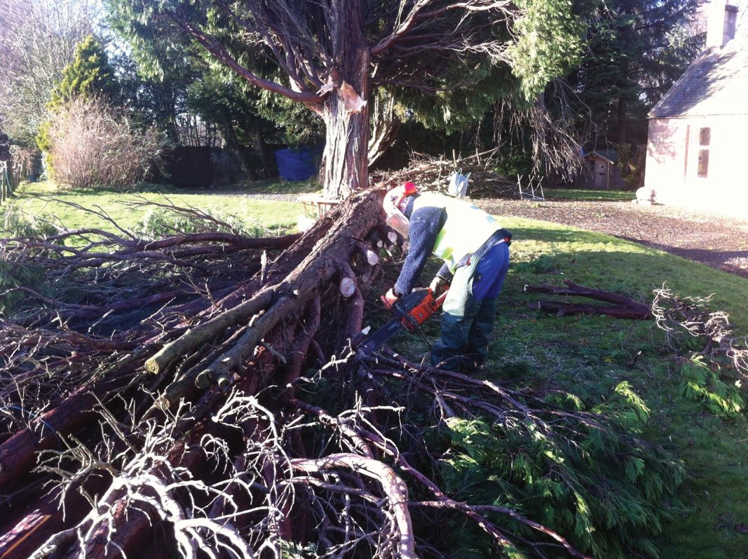 Storm felled tree removal in Dalkeith and Midlothian.