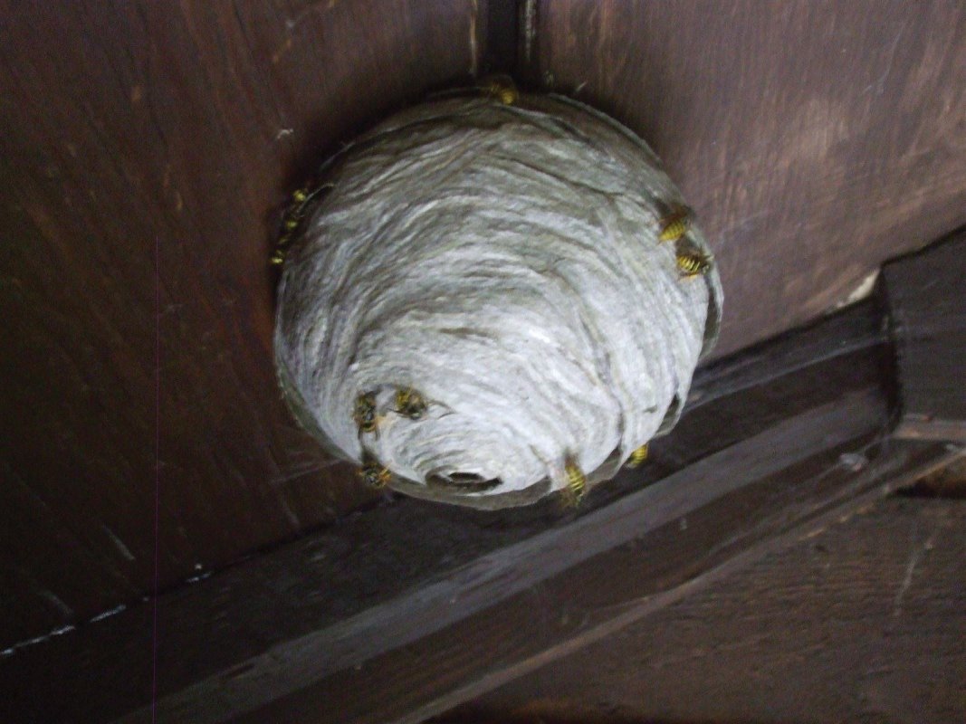 Wasp nest, garden shed, Midsomer Norton treated by Barron Pest Control