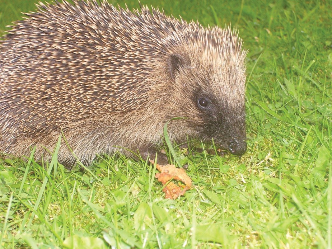 Hedgehogs are becoming increasingly rare.