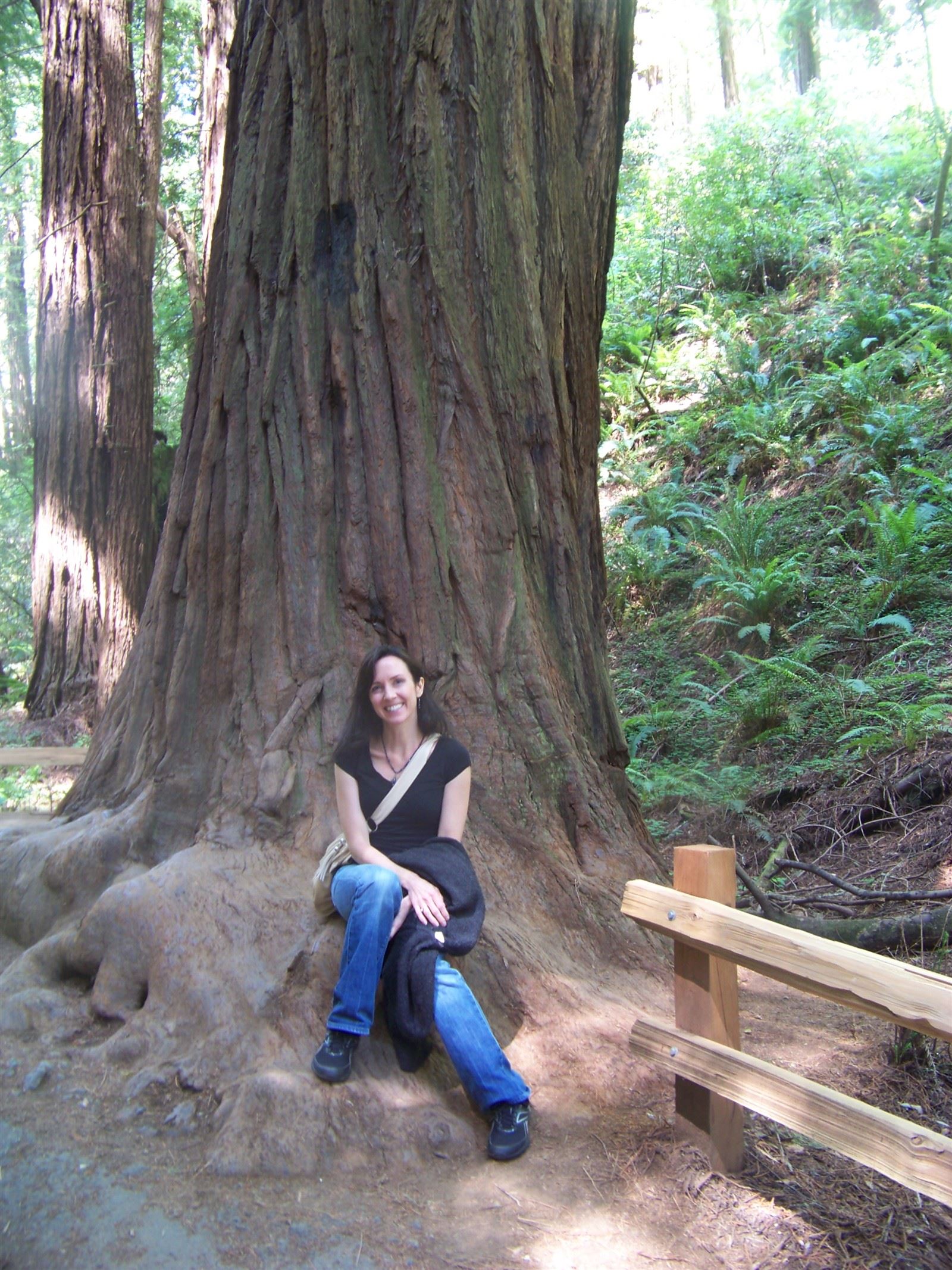 Muir Woods : Redwood in Muir Woods 
