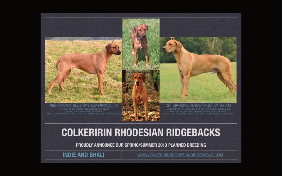 Rhodesian Rigebacks Puppies, Rhodesian Ridgeback Litter, 